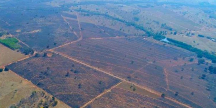 Incêndio de grandes proporções em Coxim devastou mais de 2 mil hectares; MPMS apura responsabilidade de empresa
