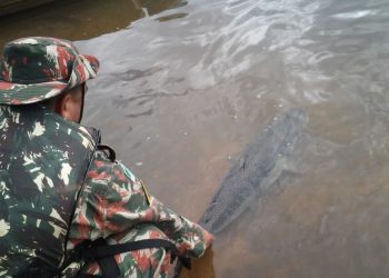Piracema começa nesta quarta-feira em rios de Mato Grosso do Sul