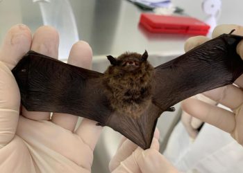 Em 10 dias, CCZ confirma segundo caso de raiva em morcego na Capital