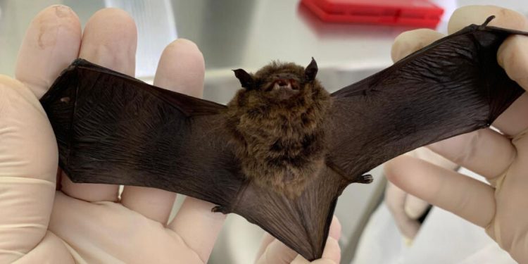 Em 10 dias, CCZ confirma segundo caso de raiva em morcego na Capital